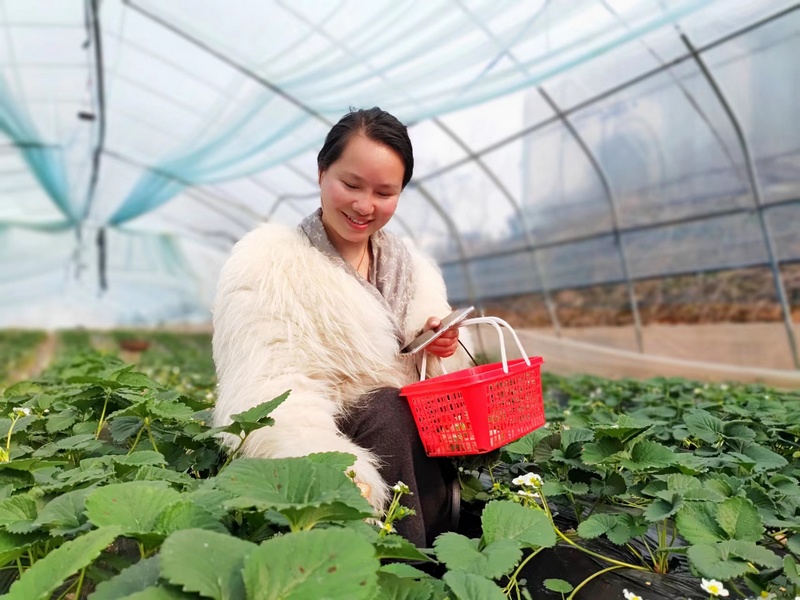 2月13日，游客在貴州省大方縣東關鄉白泥草莓種植基地體驗採摘樂趣。（鐘歡 攝）.jpg