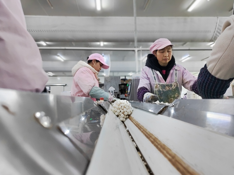 2月14日，工人在貴州省大方縣雪榕生物科技有限公司生產車間分揀菌菇。（鐘歡 攝）.jpg