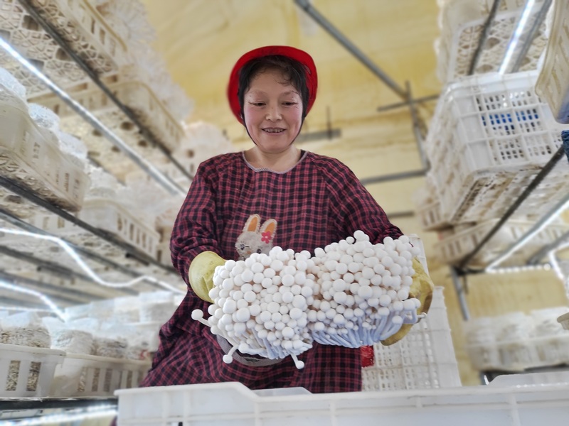 2月14日，一名工人在貴州省大方縣雪榕生物科技有限公司生產車間分揀菌菇。（鐘歡 攝）.jpg