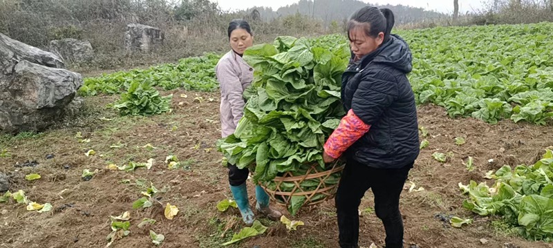 村民采收青菜，