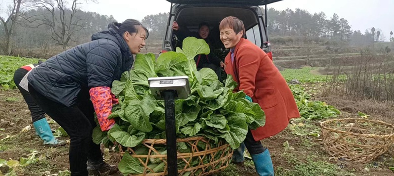 村民搬运青菜