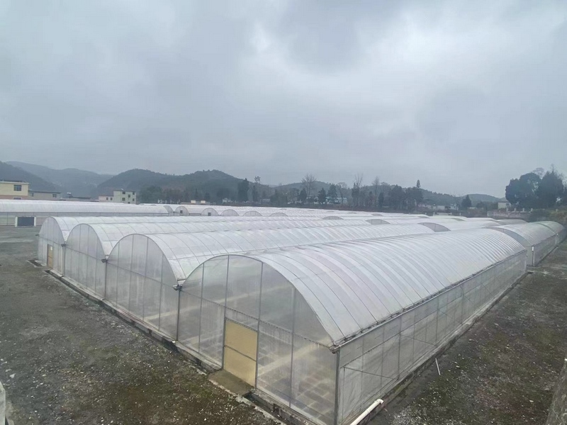 育苗基地2（凡绍集 摄）.jpg