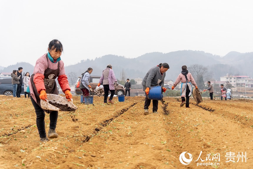 村民們播撒發酵后的農家肥。人民網 涂敏攝