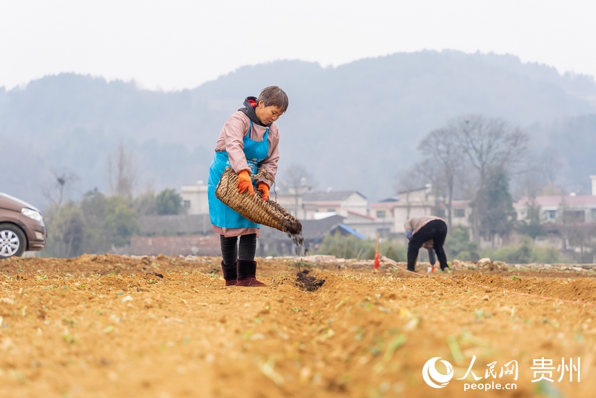 村民们播撒发酵后的农家肥。人民网 涂敏摄
