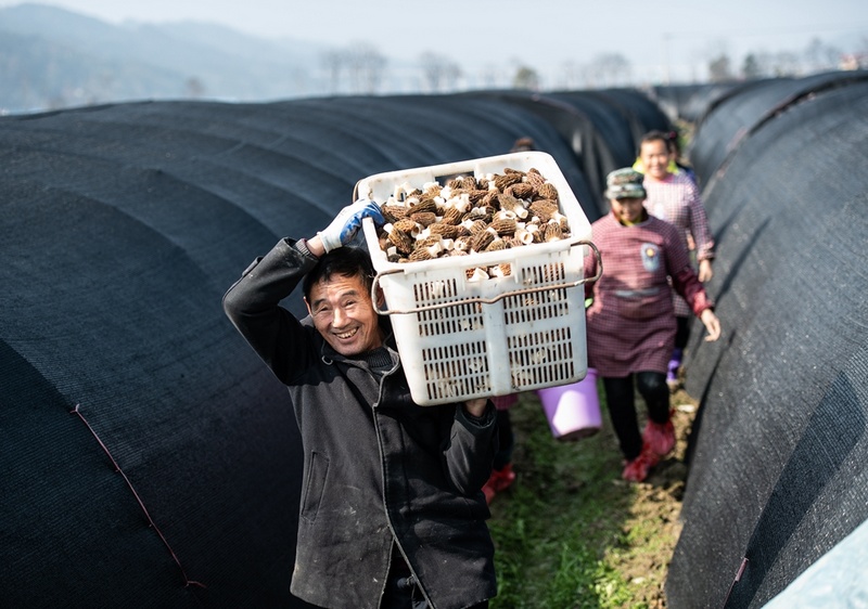 村民在天柱县凤城街道羊肚菌基地务工。