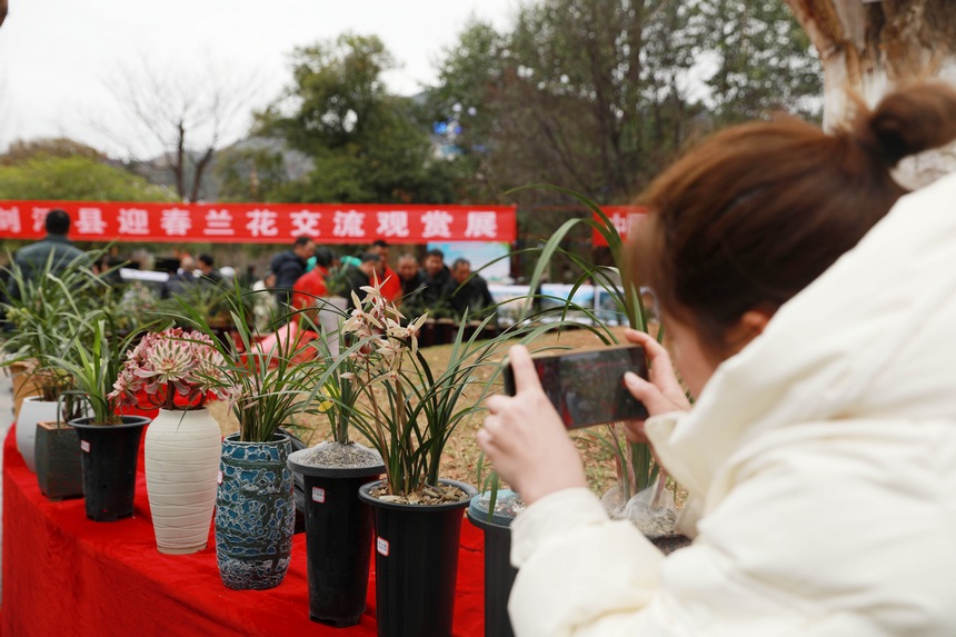 劍河縣舉行的迎春蘭花展活動現場。