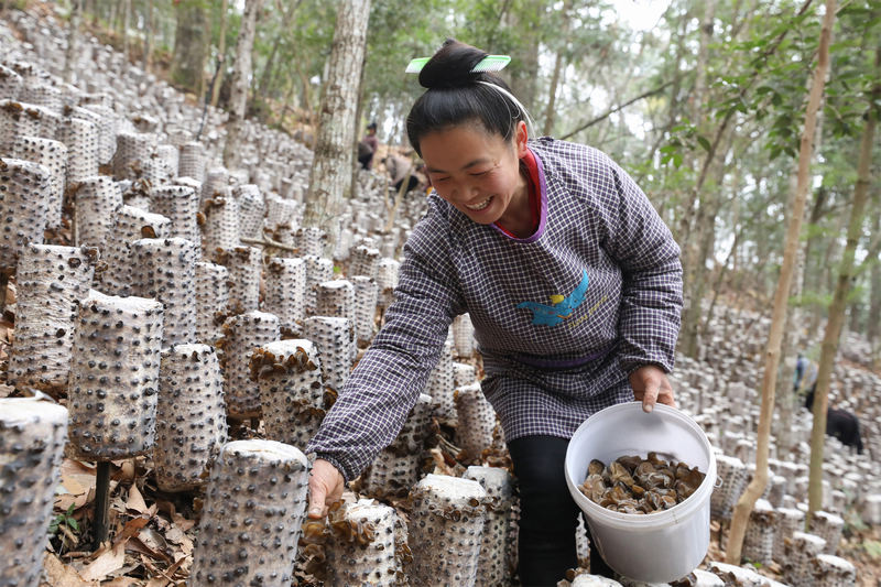 村民正在基地裡採摘木耳。劉夢攝