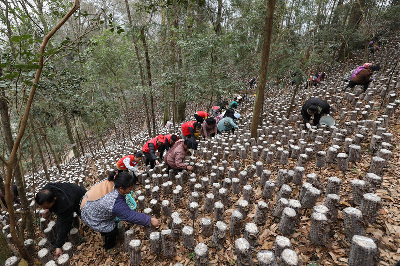 村民正在基地裡採摘木耳。劉夢攝