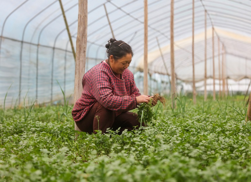 2023年2月17日，貴州省施秉縣城關鎮城東社區蔬菜基地大棚裡，農民在採收蔬菜。