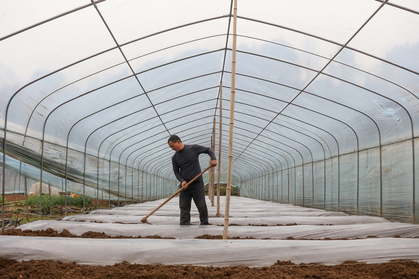 2023年2月17日，農民在貴州省施秉縣城關鎮城東社區蔬菜基地種植西紅柿。