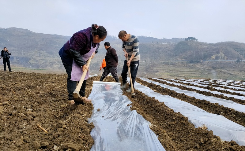 2月11日，贵州省大方县黄泥塘镇西河村种植糯玉米种植现场地膜覆盖。（吴守良  摄）.jpg