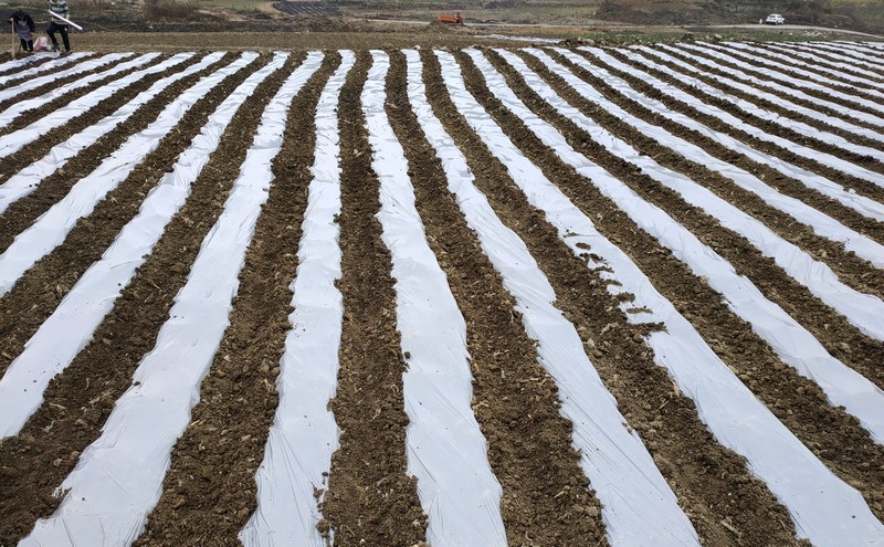 2月11日，贵州省大方县黄泥塘镇西河村种植糯玉米种植现场地膜覆盖。（吴守良 摄）.jpg