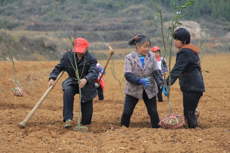 在万山区鱼塘乡江屯村，村民们正在栽种香柚。孙菁摄