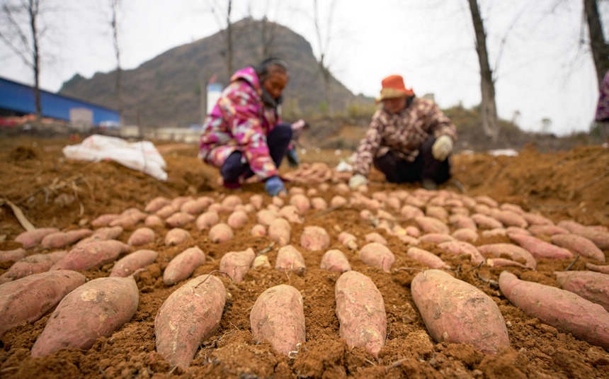 2月21日，村民在育苗基地擺放種薯。