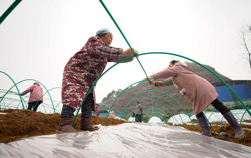 2月21日，村民在育苗基地搭建紅薯育苗棚。 