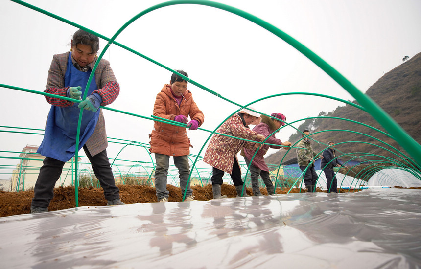 2月21日，村民在育苗基地搭建紅薯育苗棚。