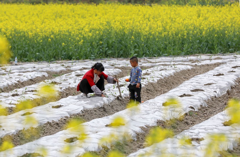 2023年2月19日，村民在贵州省黔南布依族苗族自治州罗甸县逢亭镇腮里村的田间劳作。