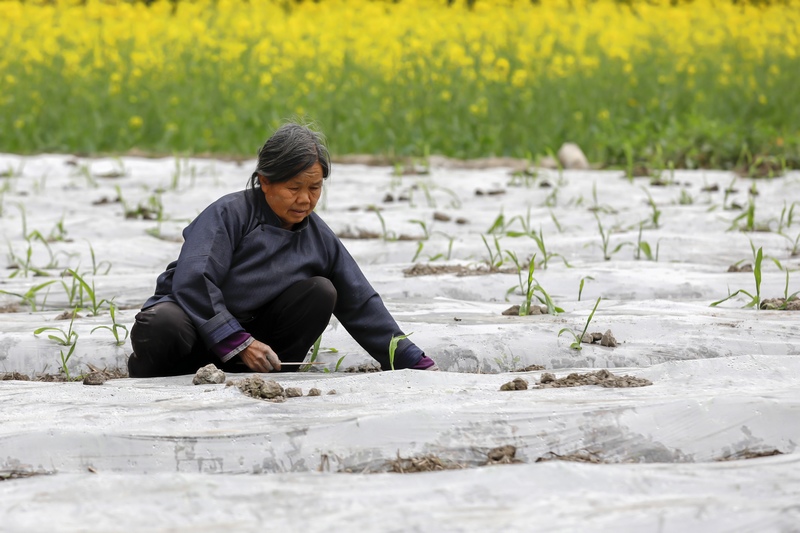 2023年2月19日，村民在贵州省黔南布依族苗族自治州罗甸县逢亭镇腮里村的田间劳作。
