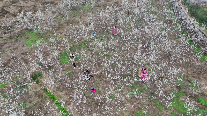 2、2 月22日，在习水县土城镇天星桥村的樱桃种植基地，百亩樱桃花迎春绽放。.jpg