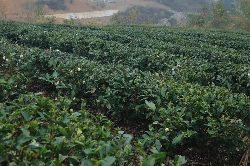 金沙贡茶：做好茶 争做金沙新名片。
