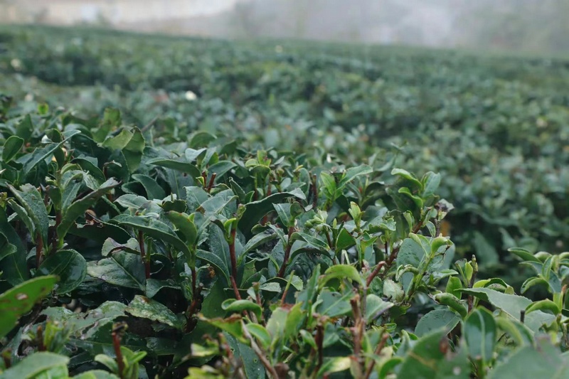 金沙贡茶：做好茶 争做金沙新名片。