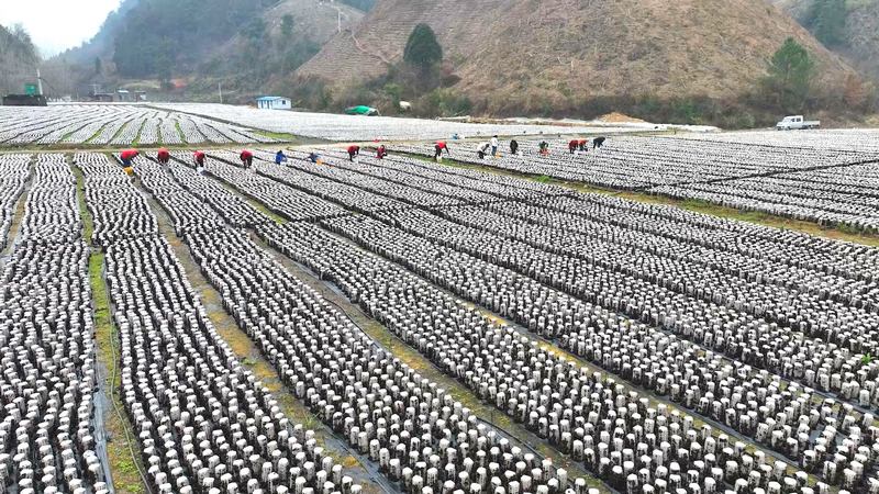 三都220萬棒黑木耳喜獲豐收。