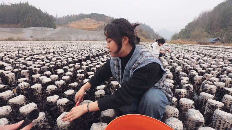 三都220萬棒黑木耳喜獲豐收。