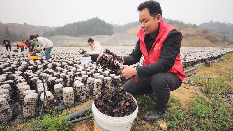 三都220萬棒黑木耳喜獲豐收。