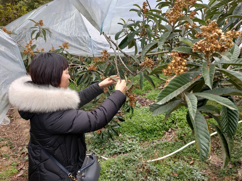 开阳县农业农村局相关技术人员到枇杷种植地作枇杷病虫害调查。