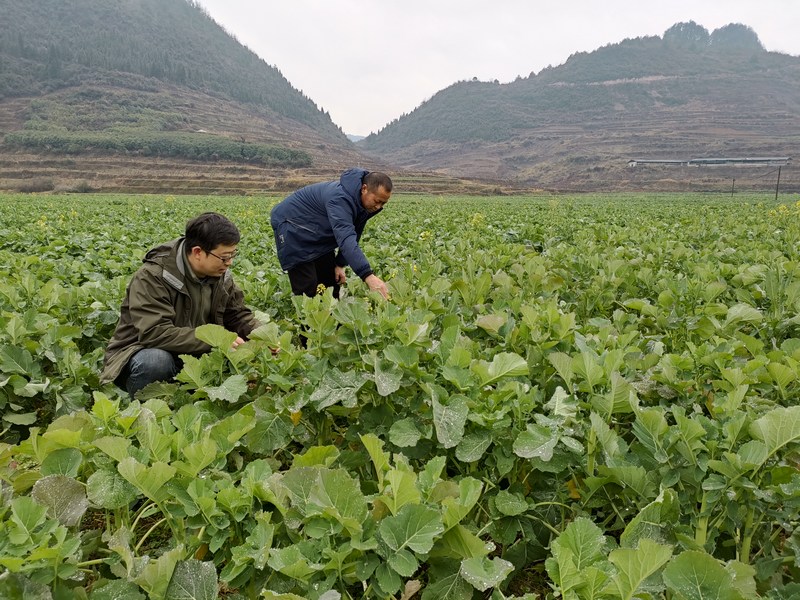 开阳县农业农村局相关技术人员到田间地头作油菜病虫害调查。