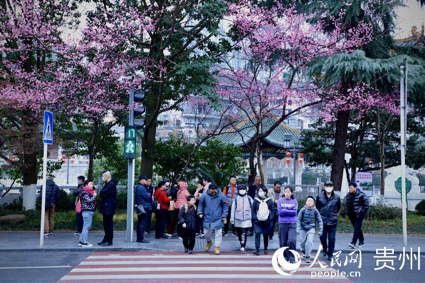 2月24日，市民在开满春花的红绿灯路口过马路。人民网 顾兰云摄