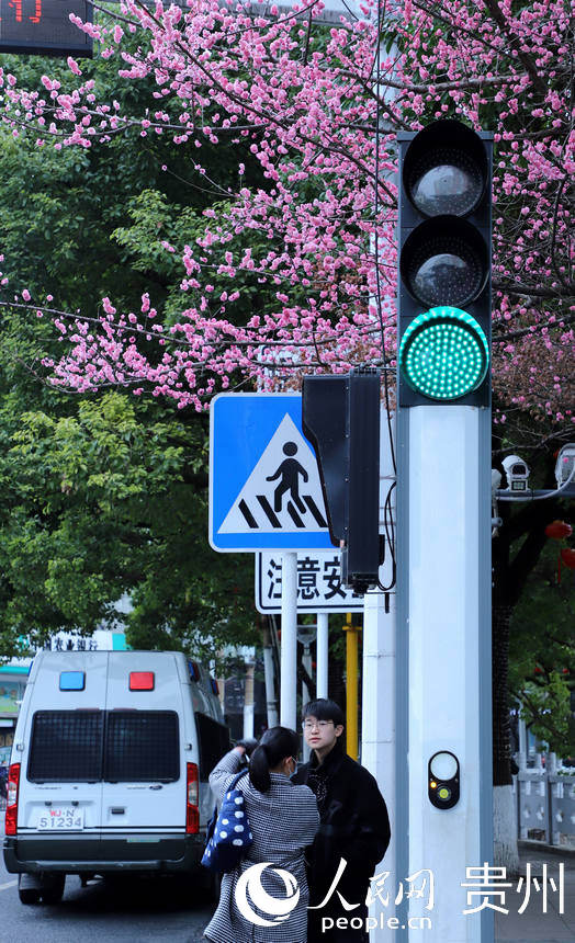 2月24日拍攝的開滿“春花”的紅綠燈路口。人民網 顧蘭雲攝