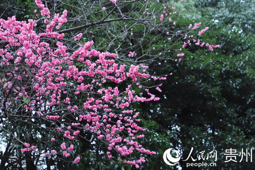 2月24日拍摄的已绽放的“春花”。人民网 顾兰云摄