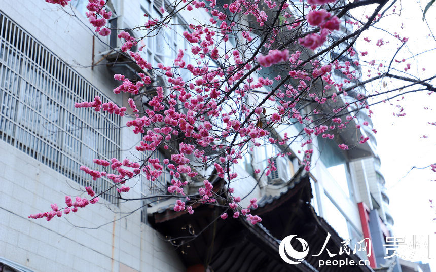 2月24日拍攝的已綻放的“春花”。人民網 顧蘭雲攝