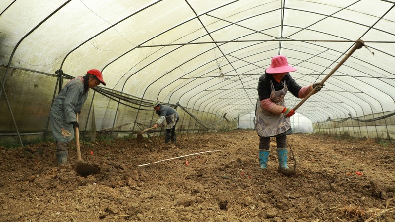 2月20日，贵州大方县长石镇仲麦村村民正在耕种。（周训贵  摄）.JPG