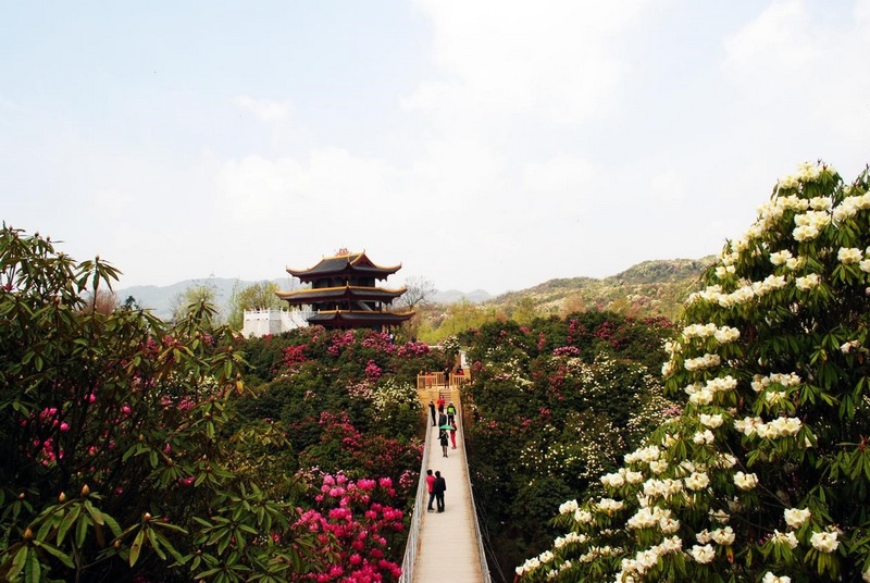 百里杜鹃花万楼。毕节旅游集团供图