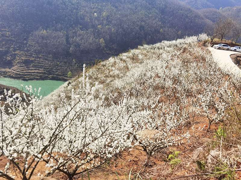漫山遍野的李花綴滿枝頭。