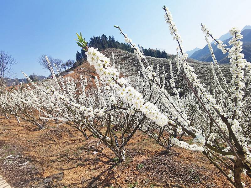 漫山遍野的李花綴滿枝頭。