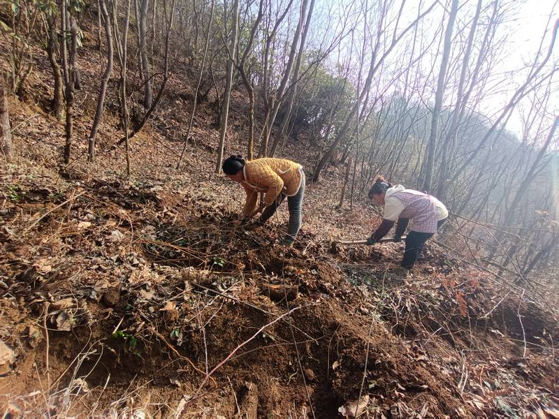 2月26日，村民在贵州省大方县凤山乡为天麻种植打坑。（谭勇 摄）.jpg