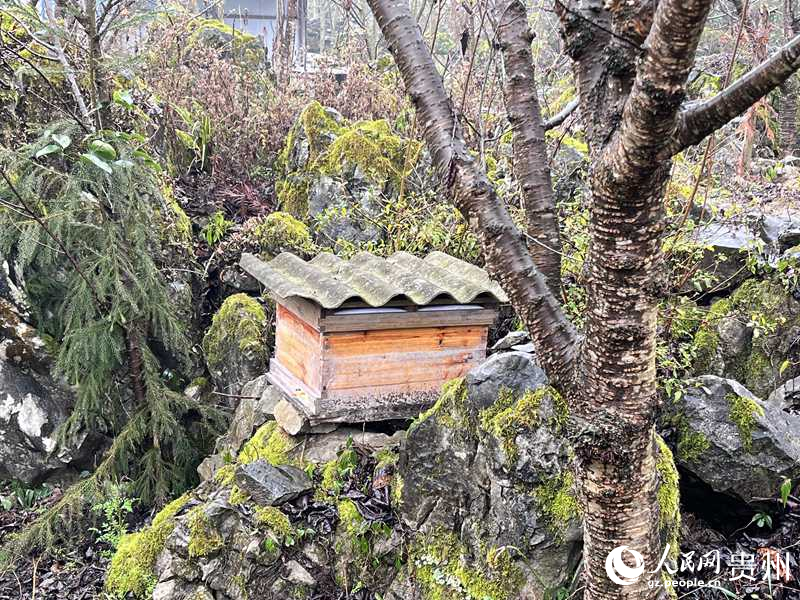 贵州张氏兴农业综合开发有限责任公司的六枝岩蜂养殖基地。人民网 陈洁泉摄 
