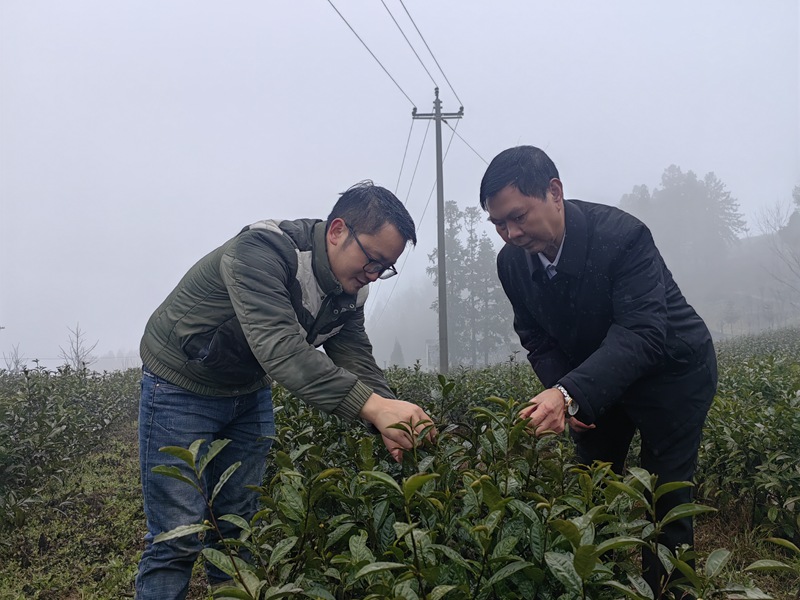 农技人员正在查看茶叶长势。
