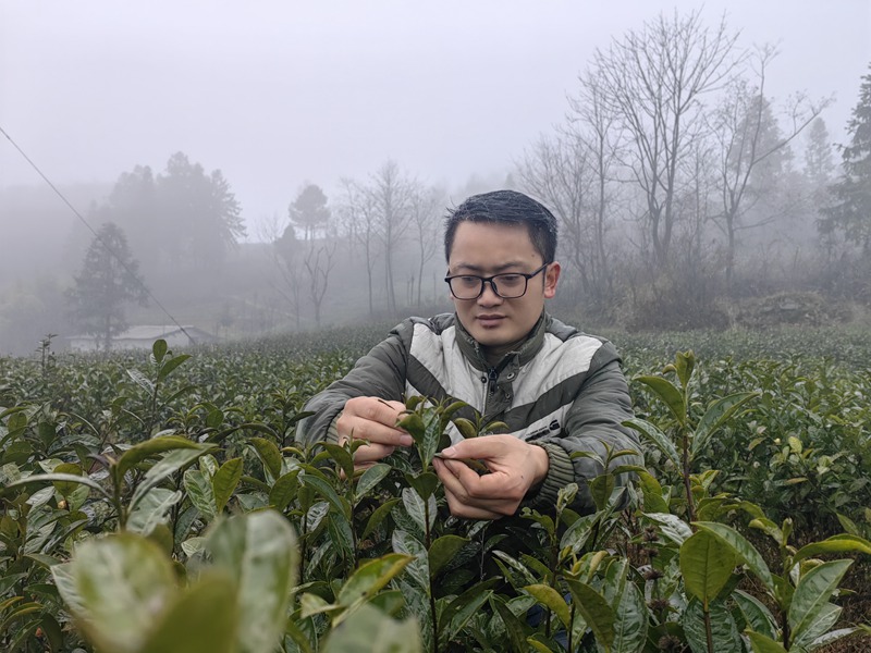 农技人员正在查看茶叶长势1