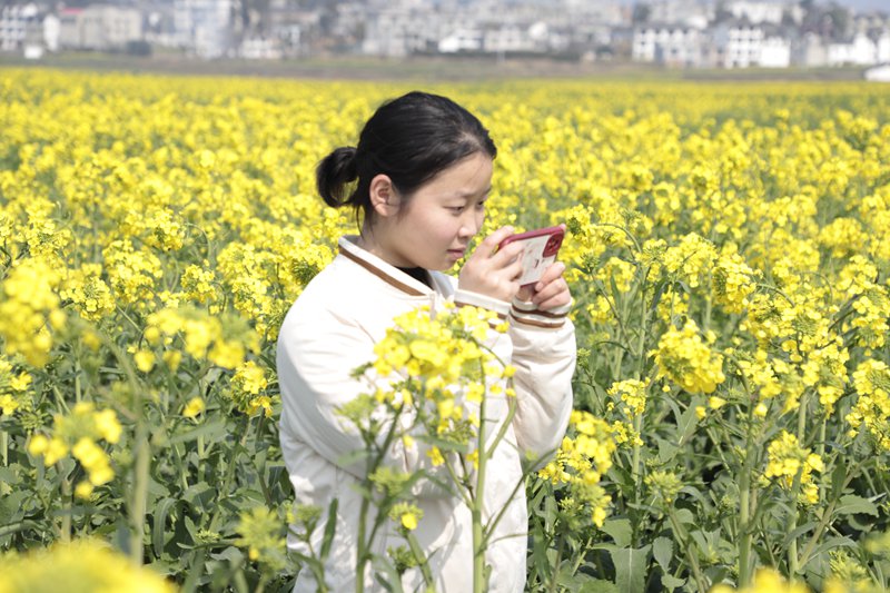 绽放的油菜花吸引了游客驻足观赏，拍照定格美景