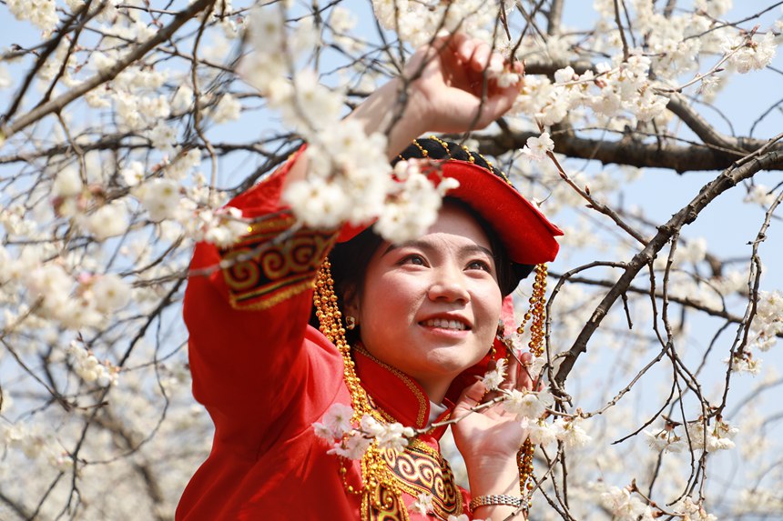2月27日，一名彝族同胞在贵州省大方县猫场镇樱桃种植基地赏景打卡。周训贵摄