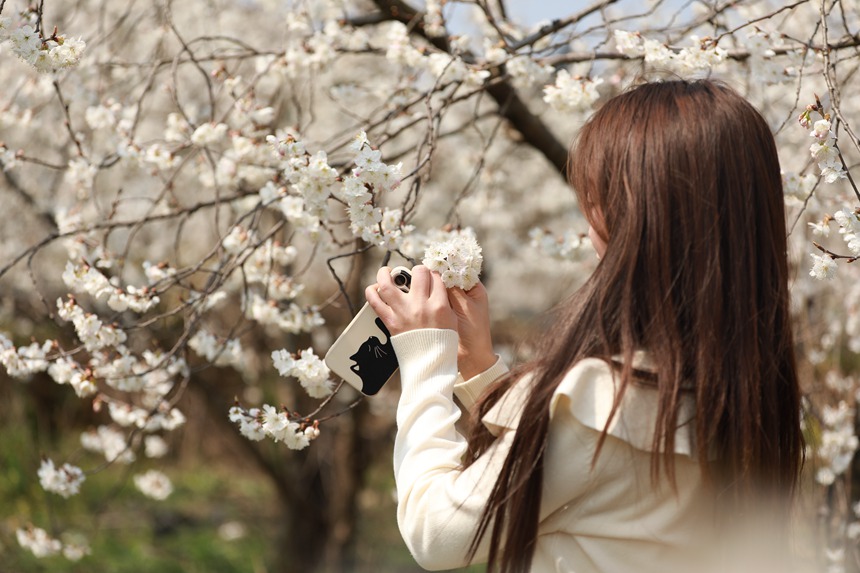 2月27日，一名游客在大方縣貓場鎮櫻桃種植基地賞景打卡。周訓貴攝