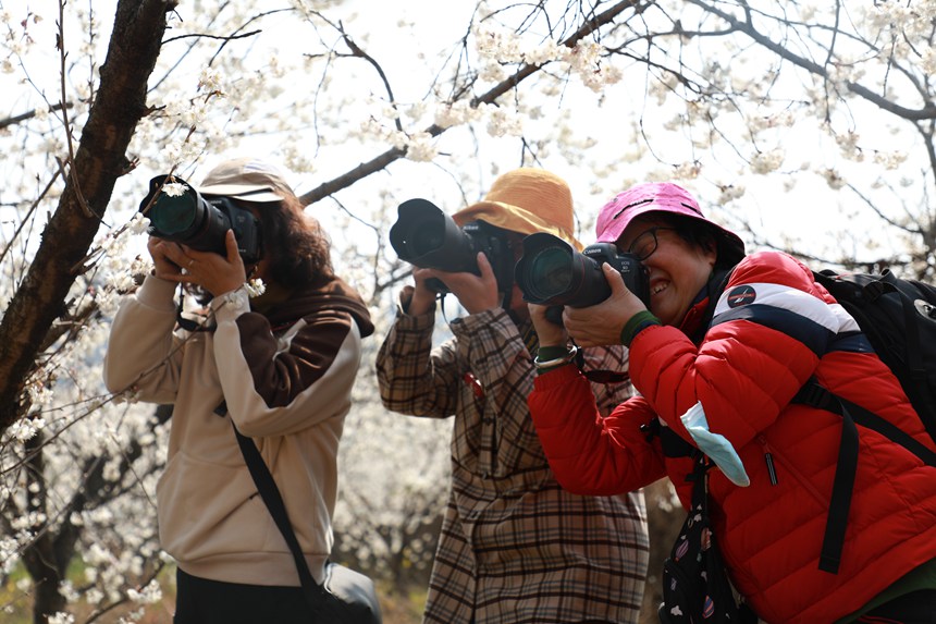2月27日，游客在大方縣貓場鎮櫻桃種植基地賞景打卡。周訓貴攝