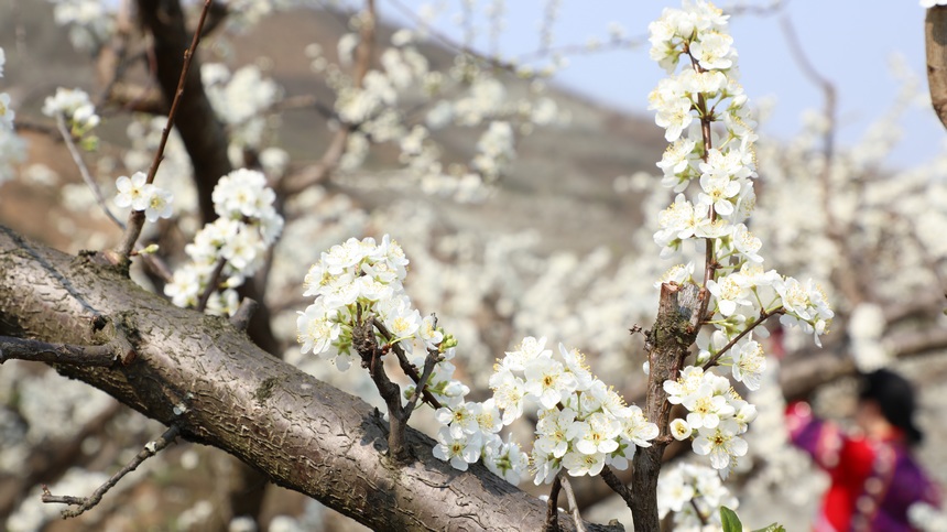游客在李子树下趁着初春时光，欣赏春日美景。