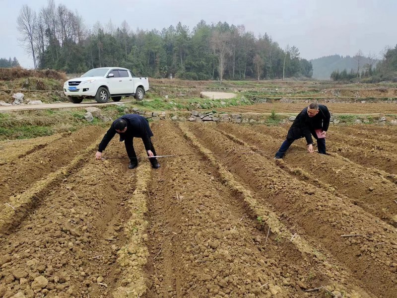 烤烟技术人员正在检查起垄尺寸。陈昌勇供图.jpg
