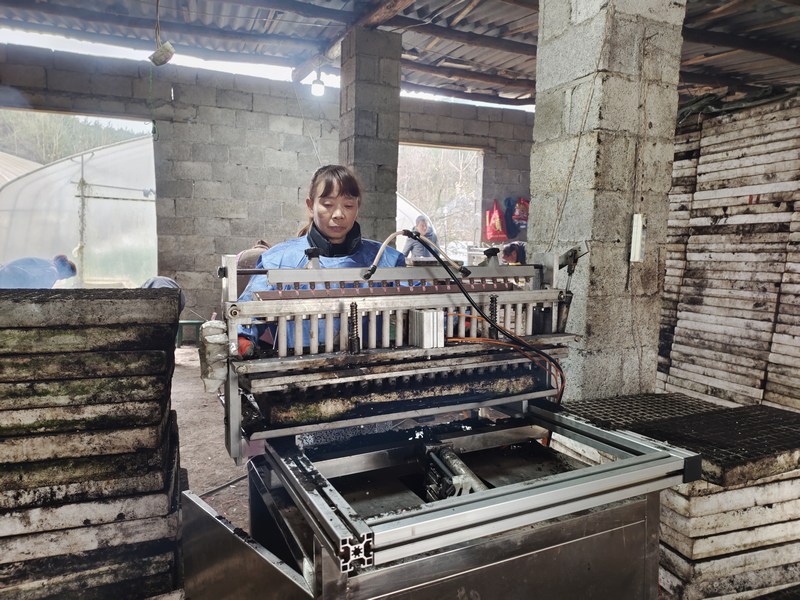 金坡乡附源村村民陈玉会正在用机器育苗。
