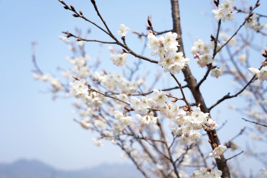 櫻桃花開春色美。